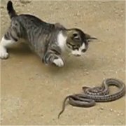 ネコとヘビの画像