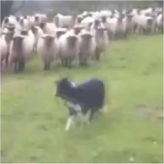 羊と犬の画像