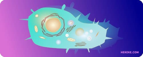 アカントアメーバの画像