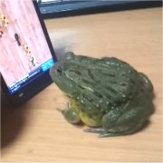 ゲームをするカエル