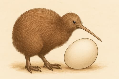 キーウィと大きな卵の比較画像