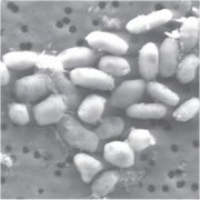 『GFAJ-1』細菌の画像