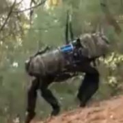 Big Dog