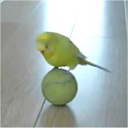 ボールの上に乗るセキセイインコの画像