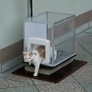 猫リフトの画像