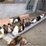 モルモット Cavia porcellus