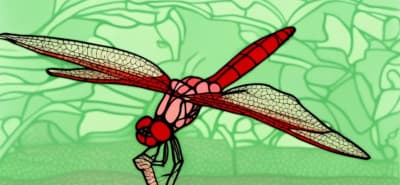 ベニトンボのイラスト画像