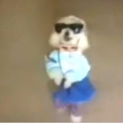 はしゃぐ犬の画像