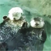 お昼寝ラッコ