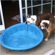 プールを引っ張る犬の画像