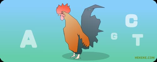 チャボのイラスト画像