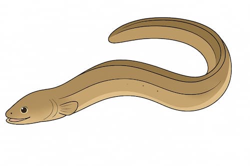 ニホンウナギのイラスト画像