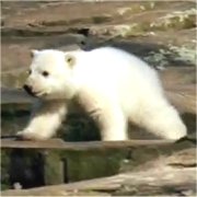 クヌート(Knut)