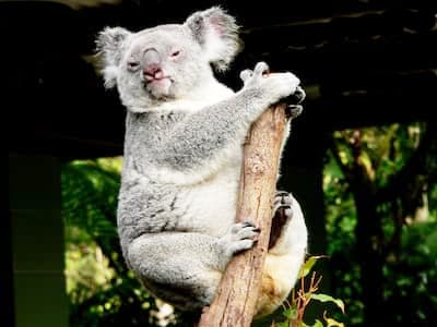 コアラの画像