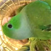 テリルリハインコの画像