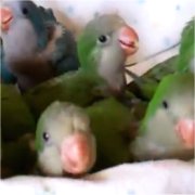 オキナインコのヒナの画像