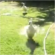 走るアヒルの画像