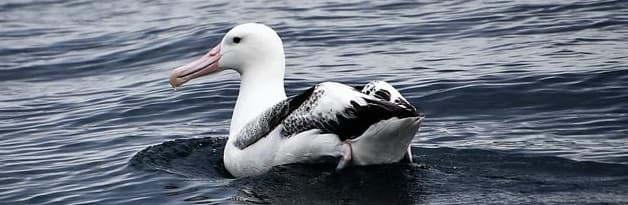 海に浮かぶアホウドリ