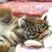 赤ちゃんトラの画像