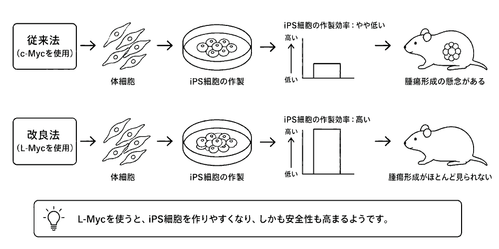 従来法のｃ−Ｍｙｃと、改良法のＬ−Ｍｙｃの違いを示したイラスト