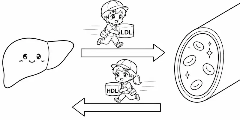 肝臓と血管との間でコレステロールを運搬しているLDL（悪玉コレステロール）と、HDL（善玉コレステロール）