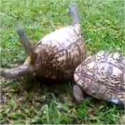 ひっくり返っているカメ