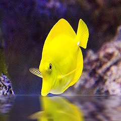 黄色い魚