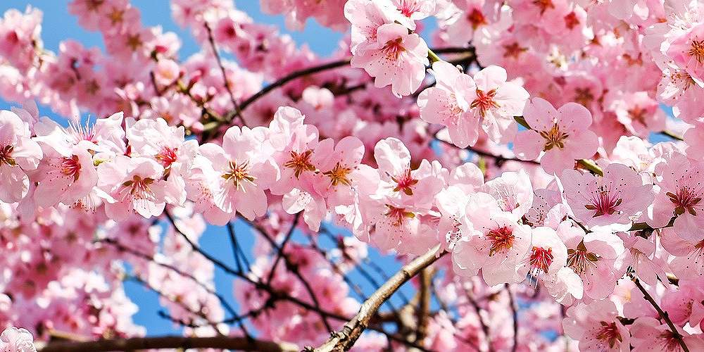 桜の花