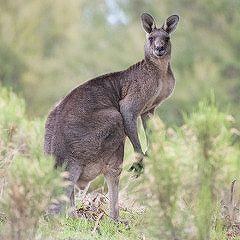 カンガルー