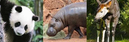 世界三大珍獣 ジャイアントパンダ コビトカバ オカピ