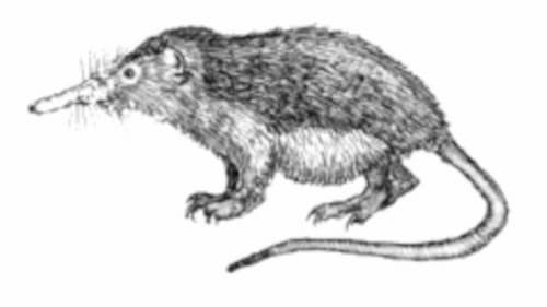 イラスト: Solenodon cubanus, Monika Betley, Public domain, Wikipedia Commons キューバソレノドンのイラスト画像