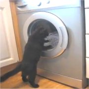 洗濯機を覗きこむネコの画像