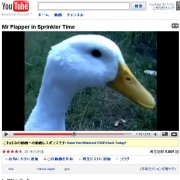 アヒルの画像